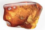 Two Detailed Fossil Ants (Formicidae) In Baltic Amber #197750-1